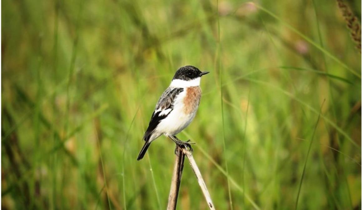 शुक्लाफाँटामा विश्वकै दुर्लभ १९ प्रजातिका चरा