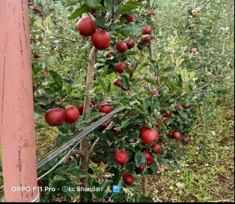 जुम्लाको एउटै बगैँचाबाट साढे तीन करोडको स्याउ निर्यात हुँदै:
