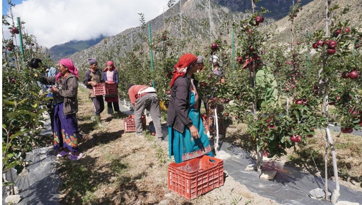 मुस्ताङमा ‘हाइब्रिड’ स्याउ उत्पादनमा वृद्धि