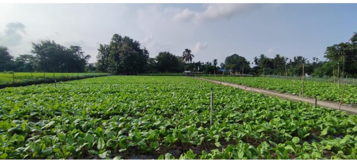 देउकुमारको कृषि फार्ममा तीस लाखको रायोको साग