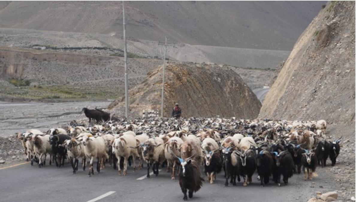 दसैँका लागि तेह्र हजार बढी भेडाच्याङ्ग्रा मुस्ताङ हुँदै अन्य जिल्ला पठाइयो