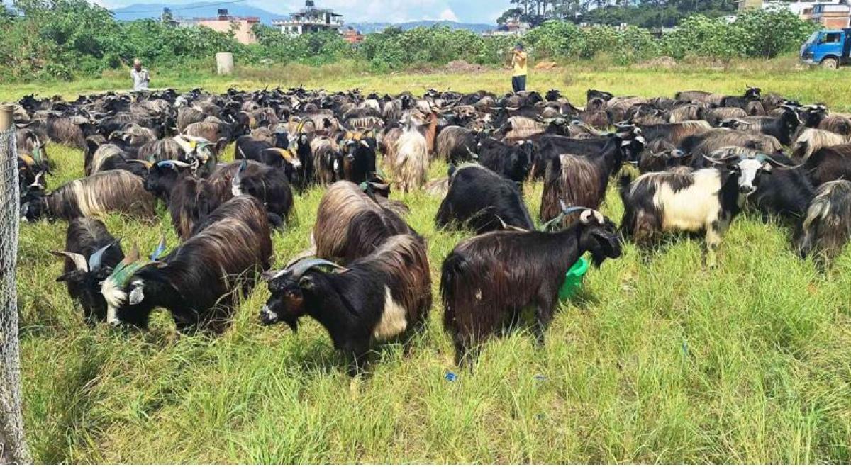 भक्तपुरमा दसैँका लागि च्याङ्ग्रा ल्याइयो