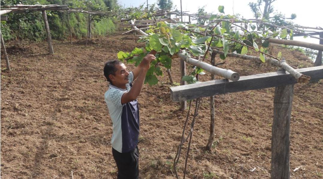 बहुवर्षीय बाली खेती प्रणालीमा जुट्दै भोजपुरका किसान