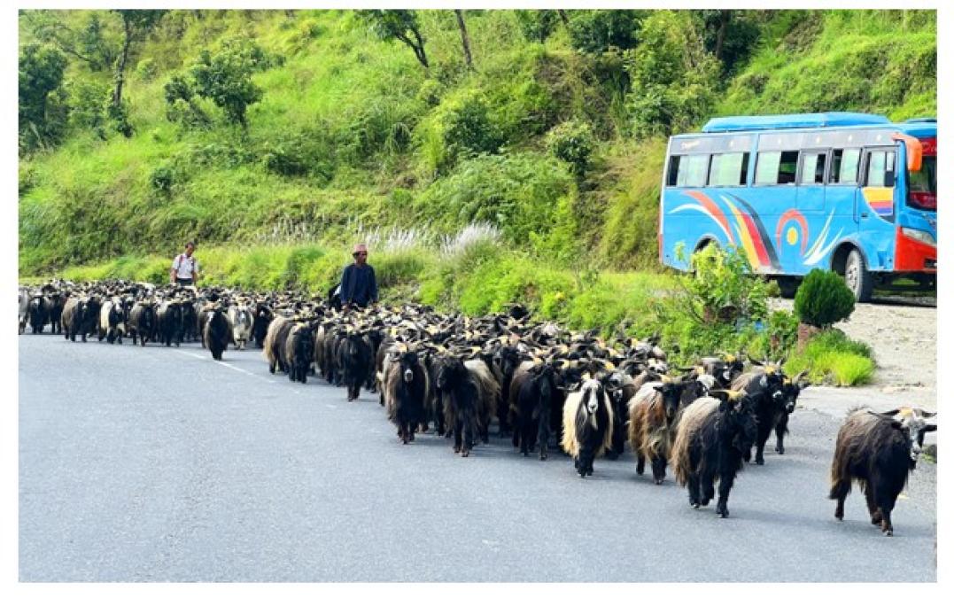 हिमाली च्याङ्ग्रा पहाड र तराईका मुख्य बजारमा