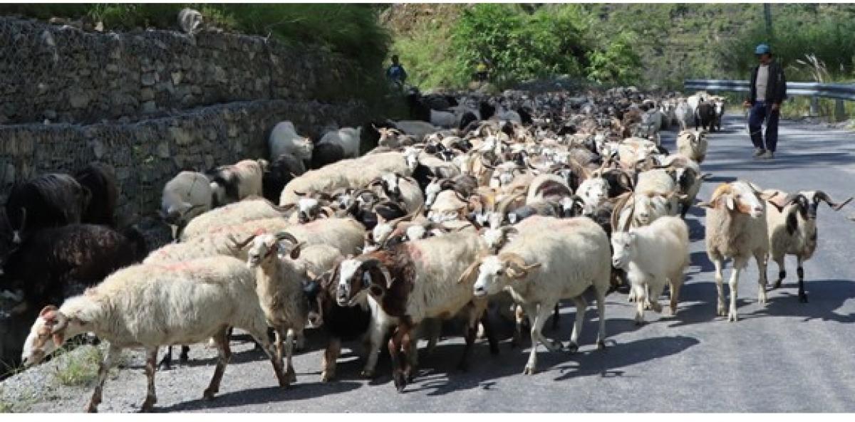 यस वर्ष सस्तियो भेडाच्याङग्राको मूल्य