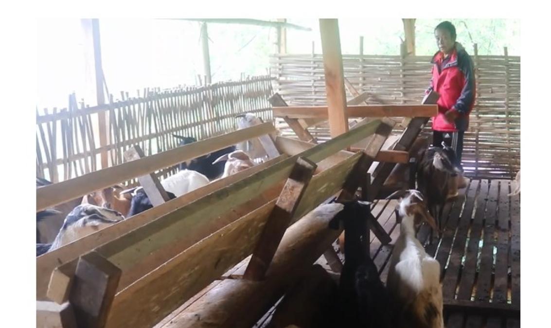 पूर्व गोरखा सैनिक राईको लोभलाग्दो बाख्रापालन व्यावसाय