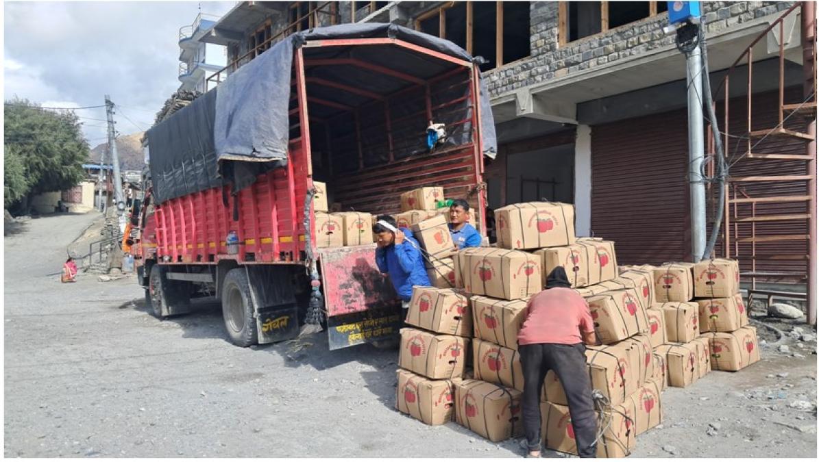 मुस्ताङमा यस वर्ष रु एक अर्बभन्दा बढीको स्याउ उत्पादन