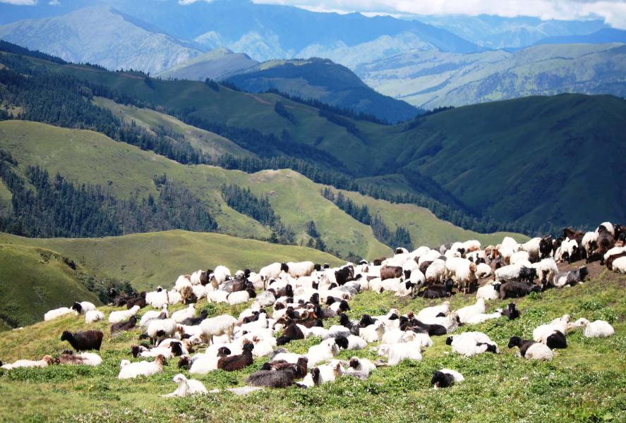 चरिचरन क्षेत्रमा भेडा