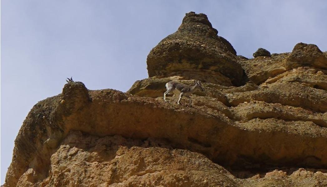 मुस्ताङमा वन्यजन्तुसँगै रमाउन थाले पर्यटक