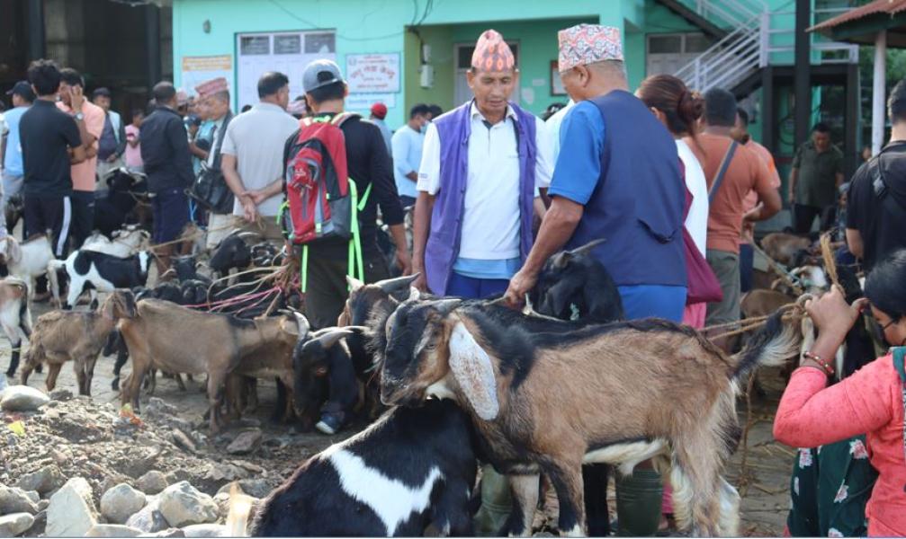 चाडपर्व नजिकिएसँगै कृषिउपज बजारमा चहलपहल बढ्यो