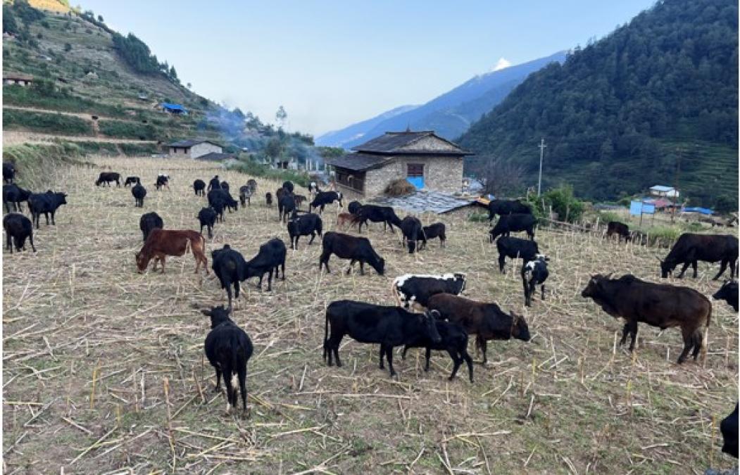 गोठाला बेँसी झरेपछि भल्कोटमा बढ्यो चहलपहल