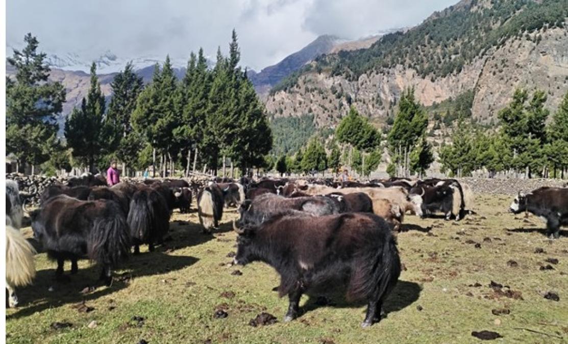 हिमपातपछि मुस्ताङका याकचौँरी बेँसीमा स्थान्तरण