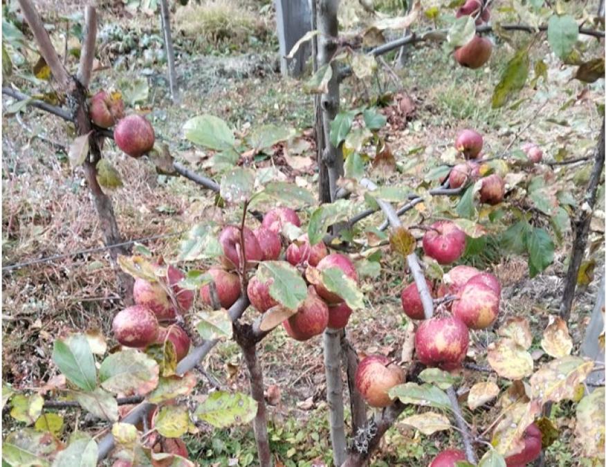 घुन्सा र फलेटारमा स्याउ फल्यो : व्यावसायिक खेतीको नयाँ सम्भावना उजागार
