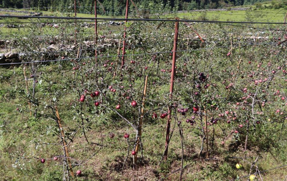 मस गाउँमा एक वर्षमा फल्यो विदेशी स्याउ