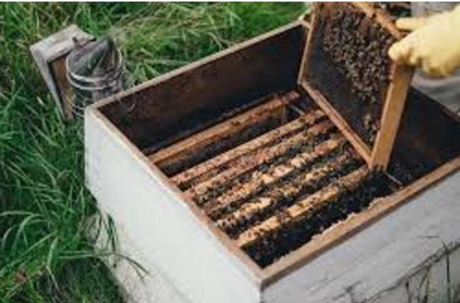 घारमा नै मौरी  धमाधम मर्न थालेपछि विज्ञटोली जुम्लामा