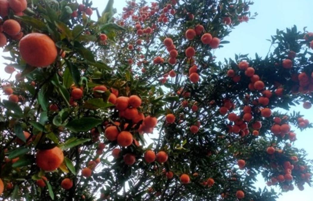 सुन्तला खेतीले फेरिँदै भोजपुरका किसानको जीवनस्तर