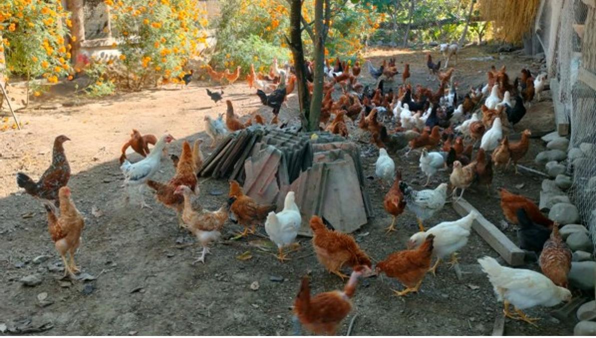 शुक्लाफाँटाका कुखुरा फार्ममा ‘फाउल पोक्स’को सङ्क्रमण