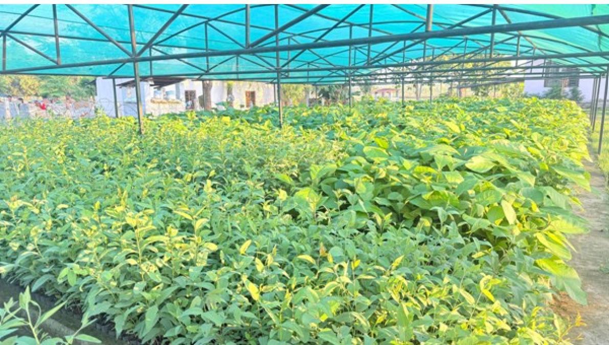 वातावरणीय सन्तुलन कायम राख्ने र किसानको आम्दानी बढाउने उद्देश्यले बिरुवा वितरण