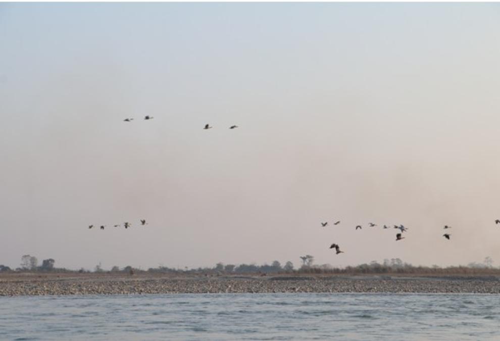 नारायणी नदी आसपासका क्षेत्रमा ४२ प्रजातिका चरा भेटिए