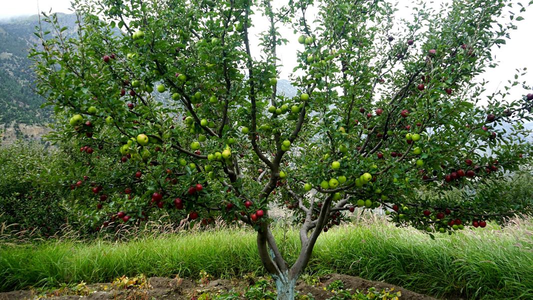एउटै बोटमा फलेका दुई जातका स्याउ