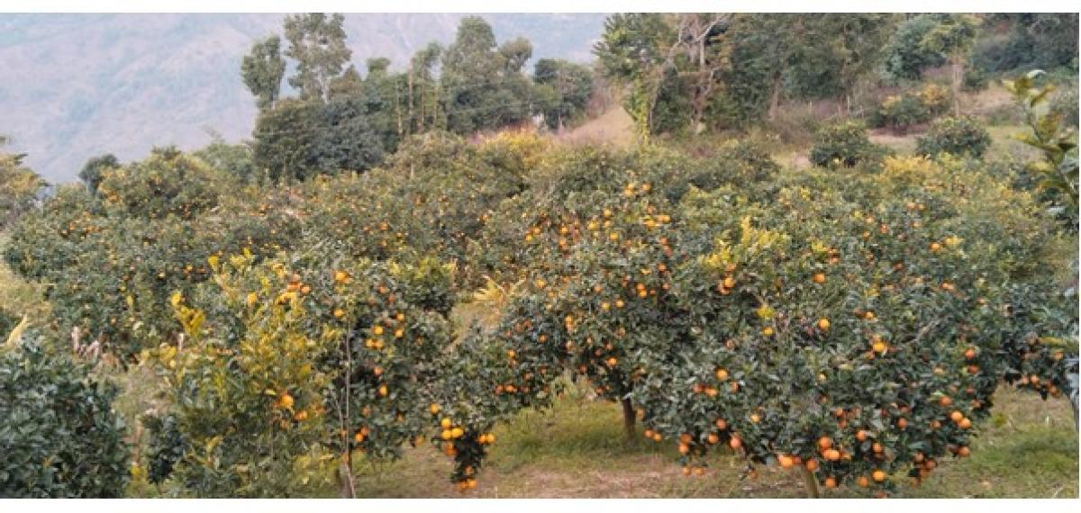 मूल्य पाइने आशामा बोटमै जुनार