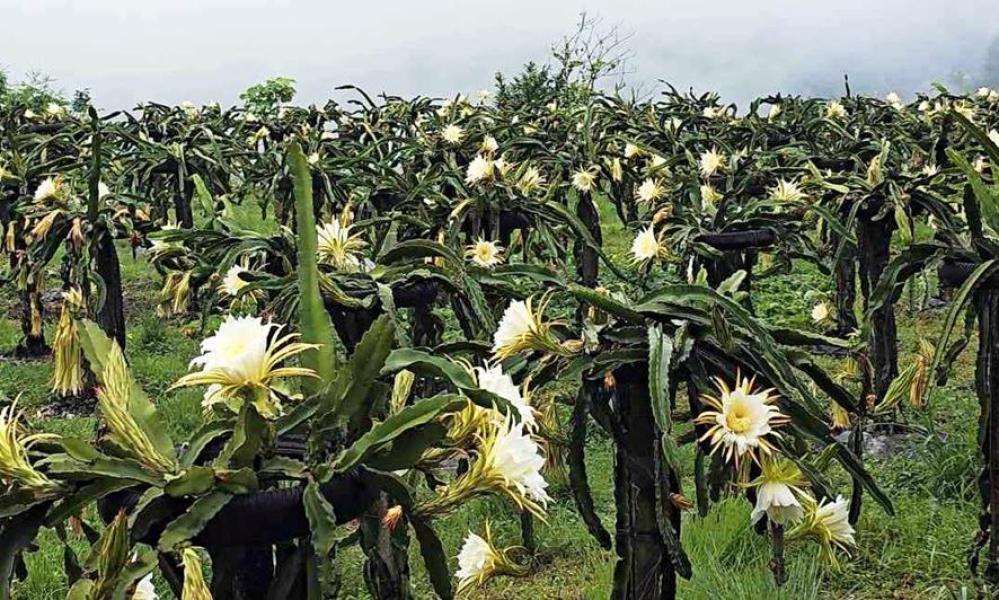 कोरियाको आम्दानी ‘ड्रागन फ्रुट’मा लगानी