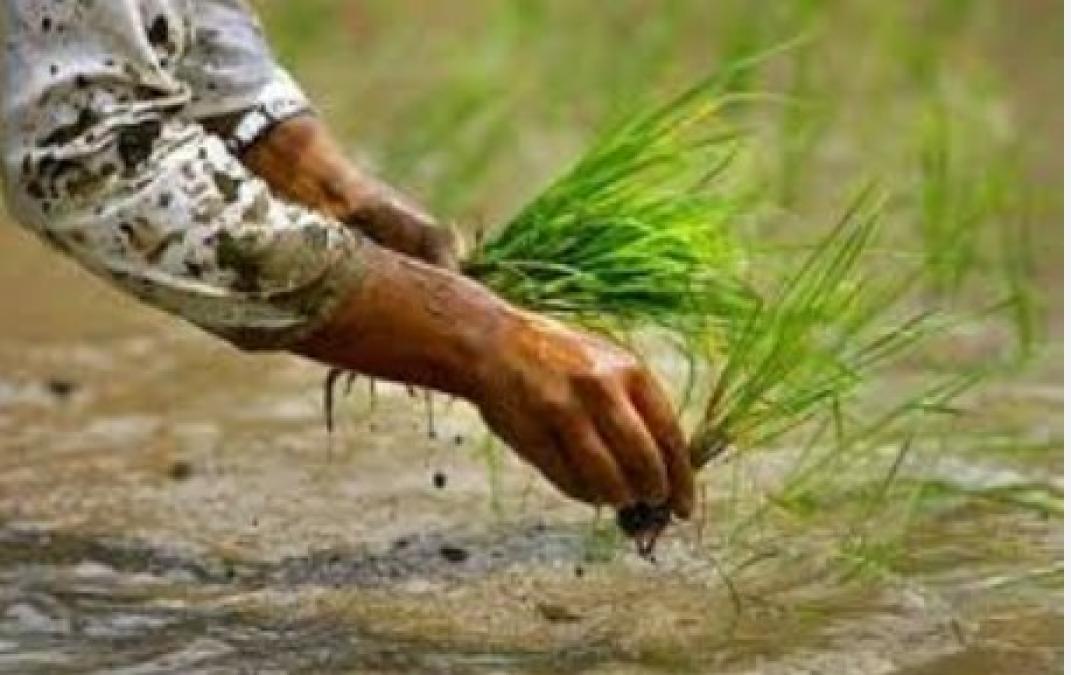 झापामा चैत धान रोपाइँ सुरु