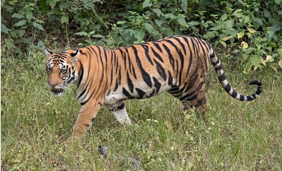 शुक्ला–लालझाडी–जोगबुडा कम्प्लेक्समा बाघ गणना सुरु