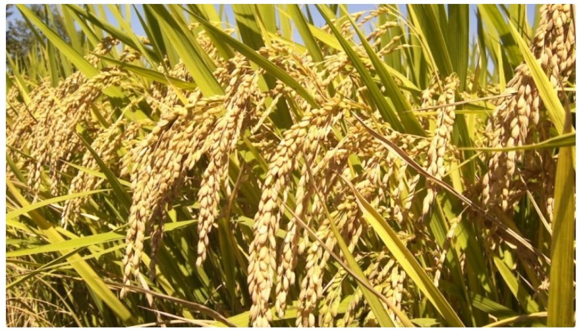 चैते धानको समर्थन मूल्य तोक्न अध्ययन सुरु