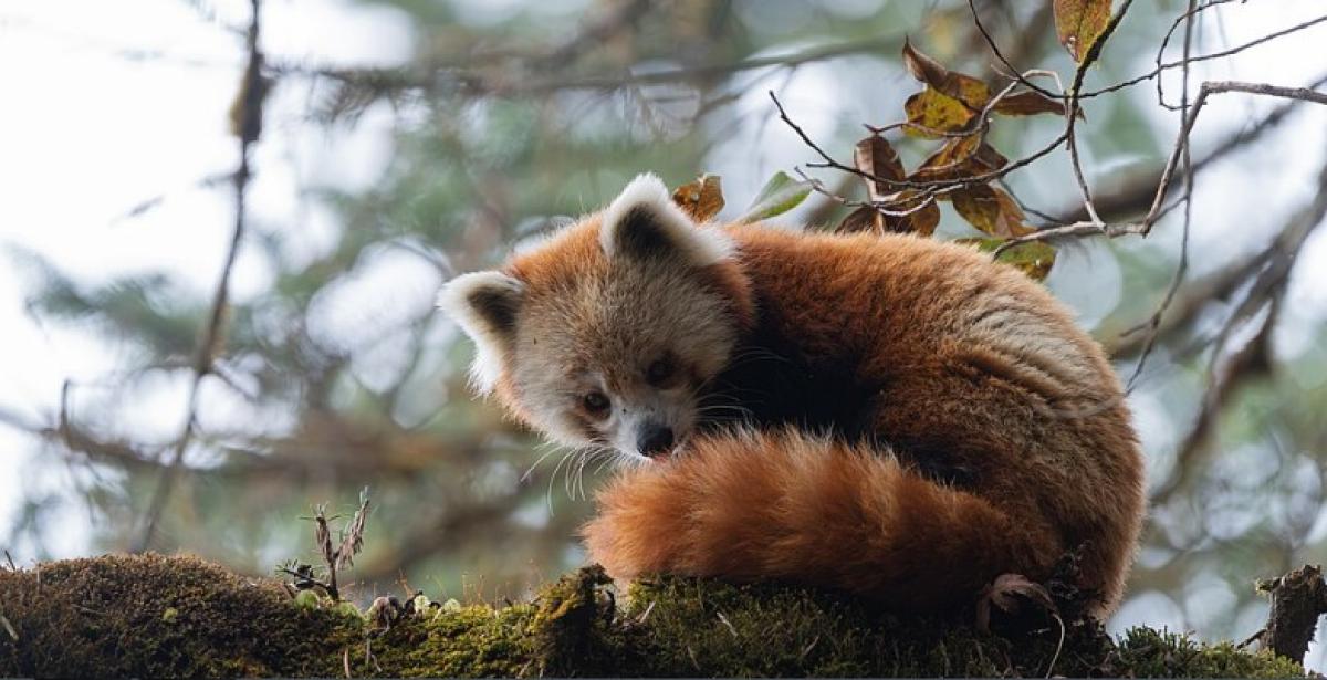 रेडपाण्डाको संरक्षण गर्न इलाममा रेडपाण्डा महोत्सव