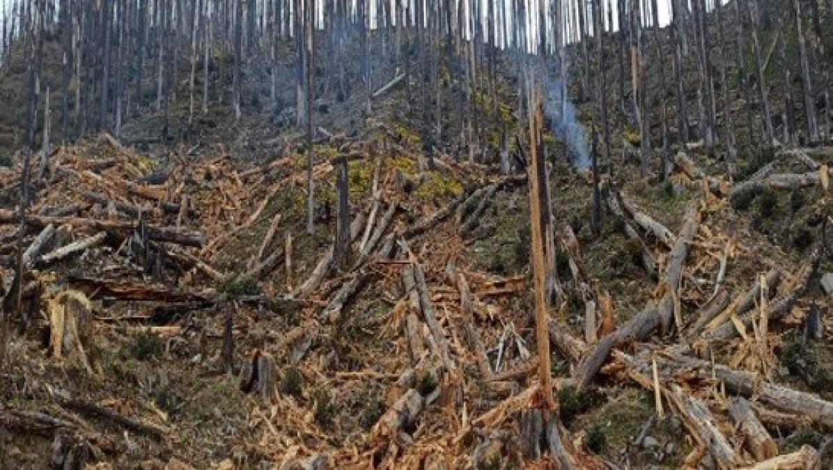 गतलाङ क्षेत्रमा ‘ड्रोन’बाट वनस्पतिका बीउ छरिदै